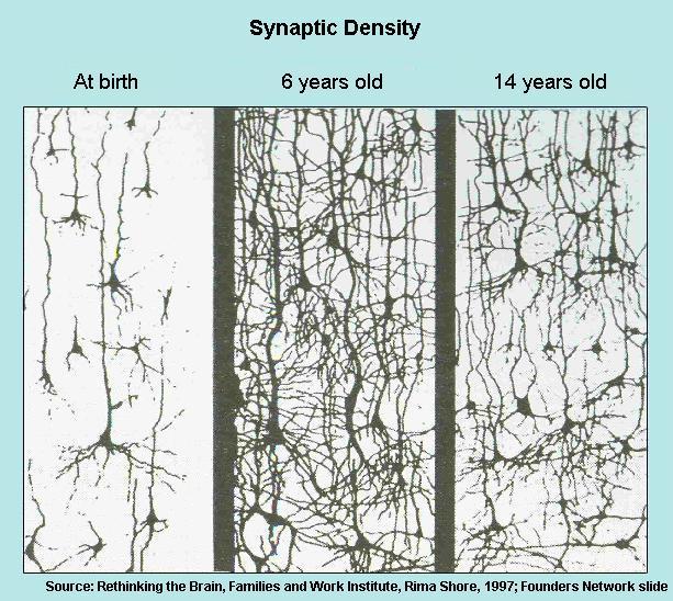 Neuronové synapse